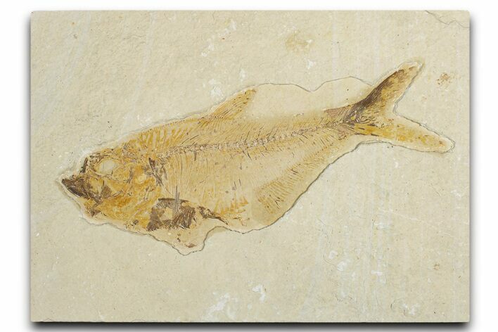 Bargain, Fossil Fish (Diplomystus) - Wyoming #354053